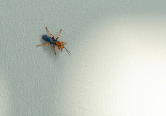 A bug cling on building wall  in factory
