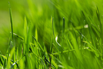 Spring or summer and grass field with sunny. Green grass background, nature texture. Closeup