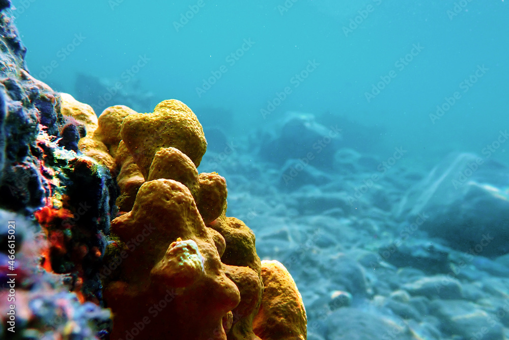 Wall mural mediterranean yellow tube sea sponge - aplysina aerophoba