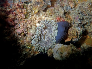 Naklejka na ściany i meble Rare image of Mediterranean Rock flower anemone - Phymanthus crucifer