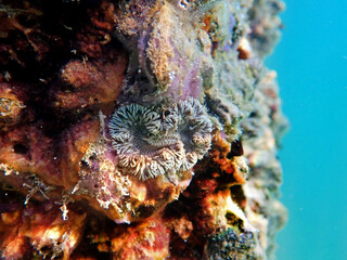 Rare image of Mediterranean Rock flower anemone - Phymanthus crucifer