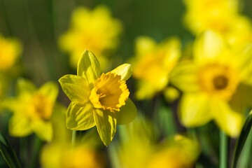 Spring or summer and flower field with sunny. Yellow flower background, nature texture. Closeup
