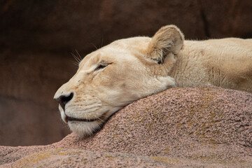 Sleeping lioness