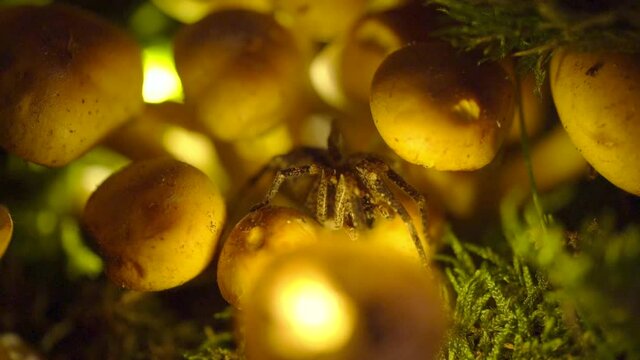 Scary Spider On tiny Illuminated Mushroom and Moss - Extreme Macro