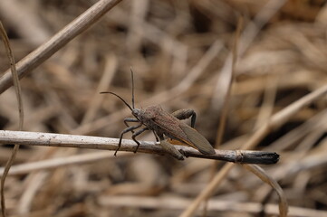 Sweetpotato bug is a species of Hemiptera in the family Coreidae. Native to Southeast Asia, the species has immigrated to the Pacific Islands.