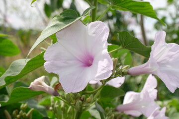 Ipomoea violacea is a perennial species of Ipomoea that occurs throughout the world with the...
