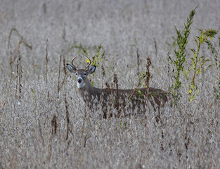 Buck -tailed Deer in Field