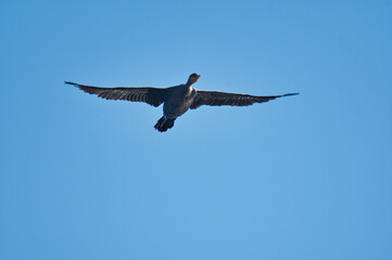 A closeup of a Double-crested cormorant flying in the sky.  Burnaby lake BC Canada
