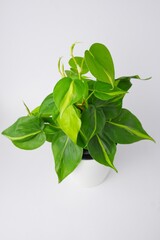 green leaves philodendron brasil cream splash on white pot isolated on white background © FON's Fasai