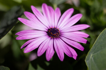 Fototapeta premium Flor de color morado.