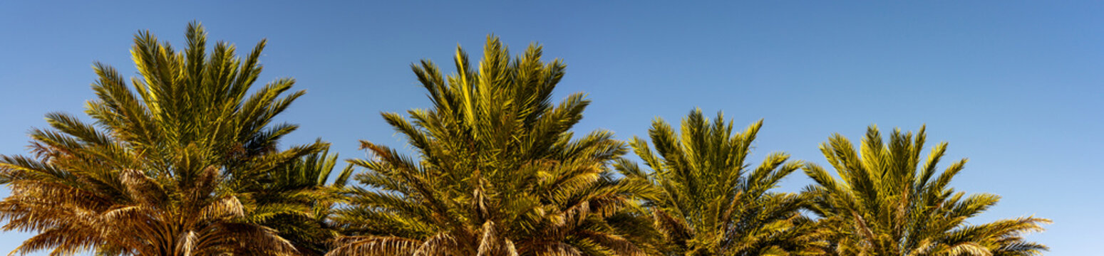 panorama background of palm trees on blue sky