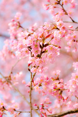 Pink soft and sweet Sakura flowers background