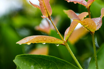 raindrops on rose apple leaves
