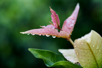 raindrops on rose apple leaves