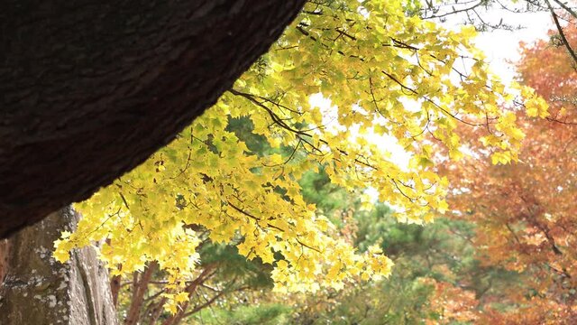 Ginkgo at autumn in Japan