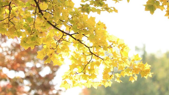 Ginkgo at autumn in Japan