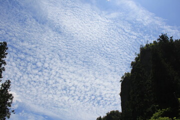 Fototapeta na wymiar 木々の上に広がる、青空全体を覆う「鱗雲」