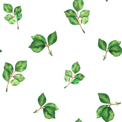 Pattern with rose leaves. Watercolor vintage illustration. Isolated on a white background. For your design.