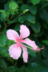 Pink hibiscus, focus selective.
