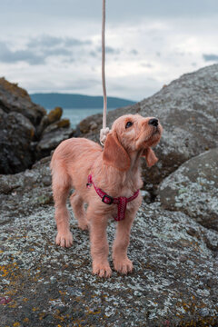 Doodle red setter standing on a beach rock in overcast grey weather