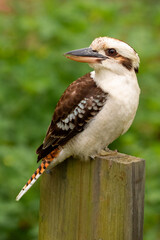 Kookaburra looking behind while sitting on a garden post