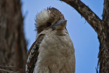 Close upper body of a Kookaburra in a tree