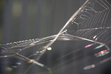 Spidery web in beads from small water drops of dew on a gray background.