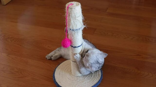 Chinchilla Persian Domestic Cat cat plays with his toy in your home.