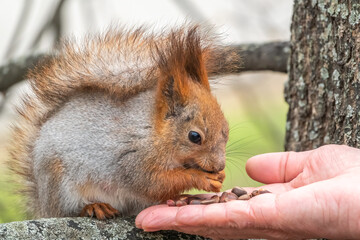 A squirrel in the spring or autumn eats nuts from a human hand. Eurasian red squirrel, Sciurus vulgaris