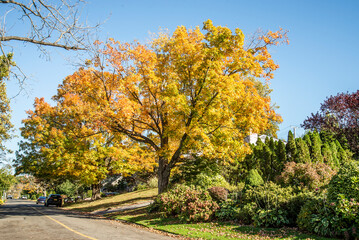 autumn in the park