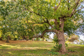 Naklejka premium tree in autumn 