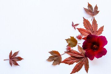 red mable leaf with flowers in autumn season arrangement flat lay postcard style on background white