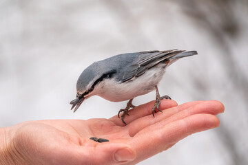 The Eurasian nuthatch eats seeds from a palm. Hungry bird wood nuthatch eating seeds from a hand during winter or autumn