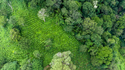 Aerial view green tea plantation on moutain hill north of Thailand, Top view aerial photo from flying drone of a green tea plantation.