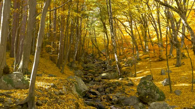 Rocky river stream in autumn forest. yellow and golden leaves falling