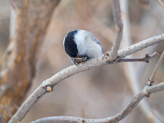 Cute bird the willow tit, song bird sitting on a branch without leaves in the winter.