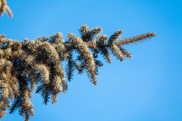 Green spruce branches with needles and cones against a blue sky in winter. Many cones on spruce. Fir tree.