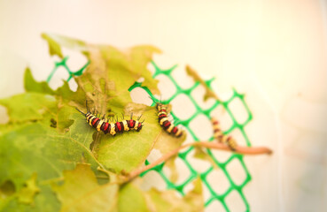 Yellow, red, black striped caterpillars eating leaves in a pet box, on a table in the house, taken from above.