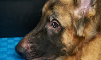 german shepherd dog head lying down on floor in living near sofa look at camera side view