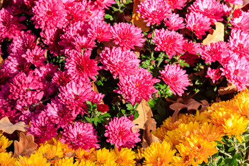 Background of the beautiful colorful chrysanthemum flowers