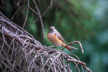 The common redstart female, Phoenicurus phoenicurus, is photographed in close-up sitting on a branch against a blurred background.