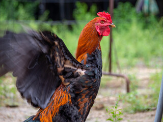 Cockfighting on a green field