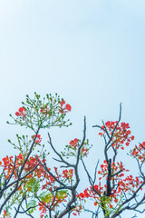 Delonix regia flower (another names is Royal Poinciana, Flamboyant Tree, Flame Tree, Peacock Flower, Gulmohar) in bloom