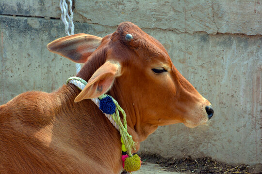 Cow in Vrindavan, India.
