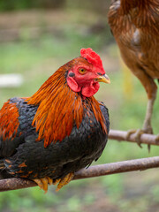 Cockfighting on a green field