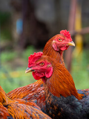 Many black orange fighting cocks