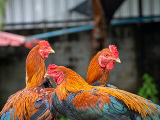 Many black orange fighting cocks