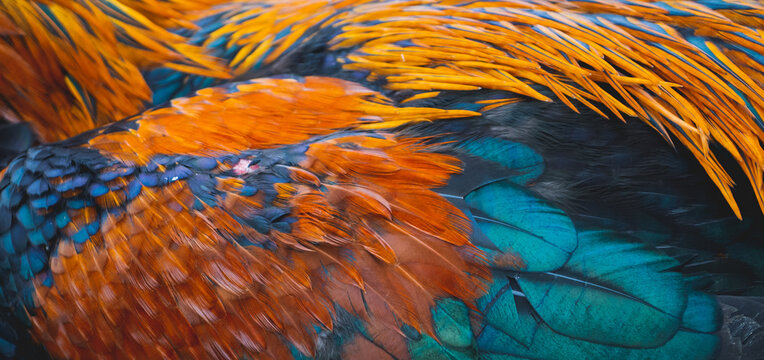Orange and black feather background image