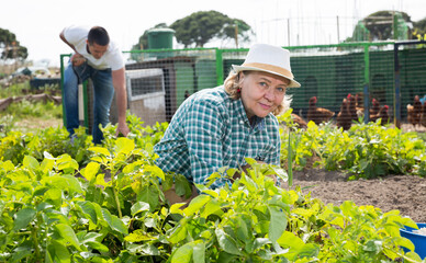 Senior woman is dripping potatoes in garden outdoor, family on background