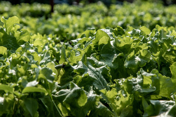 Close up of organic green Lettuce growing in farm for agriculture concept, Cultivation hydroponic vegetable in farm plant market. Vegetable background, Selective focus.
